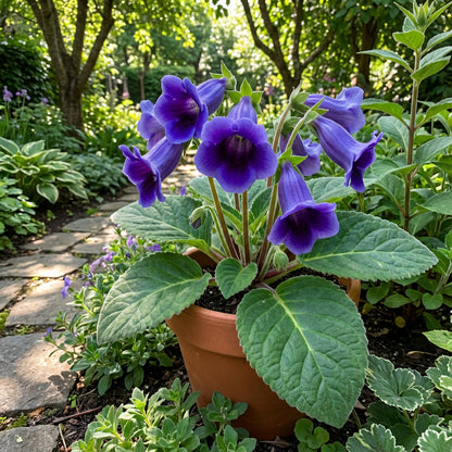 Dark Purple Blue Gloxinia Seeds for Planting
