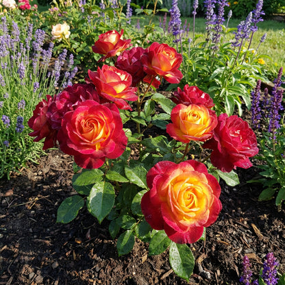 Red Yellow Rose Flowering Seeds For Planting