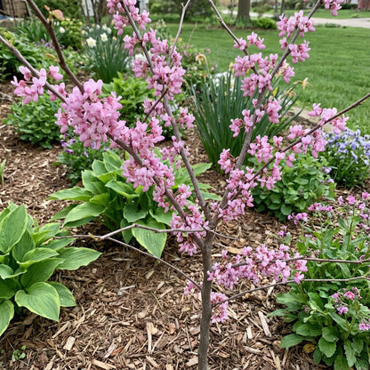 Baby Pink Redbud Tree Seeds for Planting