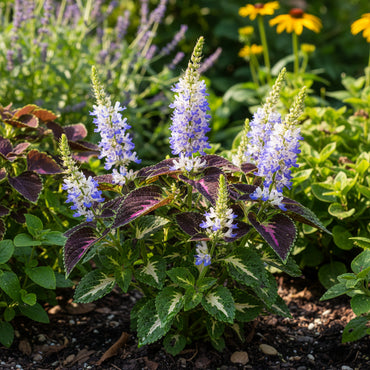 Coleus Seeds for Planting Blue and White