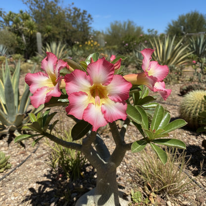 Yellow Pink Adenium Obesum Planting Seeds