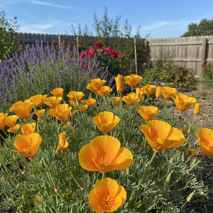 Yellow Eschscholtzia Planting Seeds