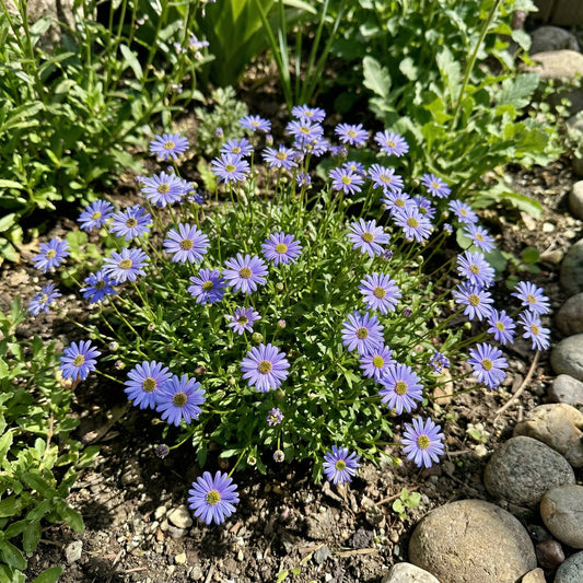Blue Brachycome Flower Seeds: Essential Planting Tips