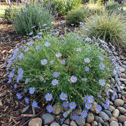 Blue Brachycome Flower Seeds: Essential Planting Tips