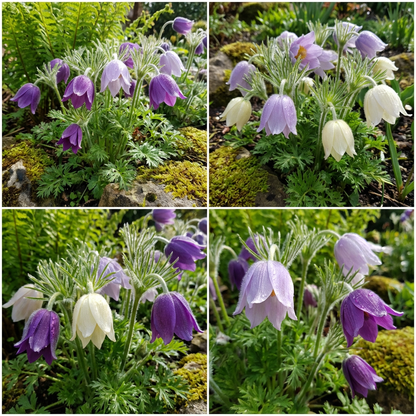 Mixed Anemone Pulsatilla Seeds for Planting