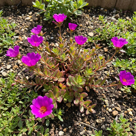 Purple Portulaca Seeds for Summer Planting