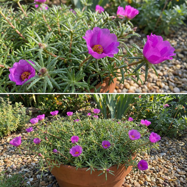 Purple Portulaca Seeds for Summer Planting