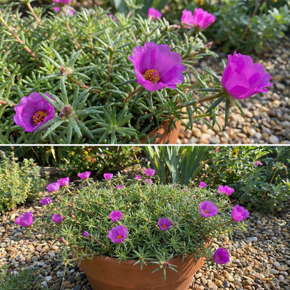 Purple Portulaca Seeds for Summer Planting