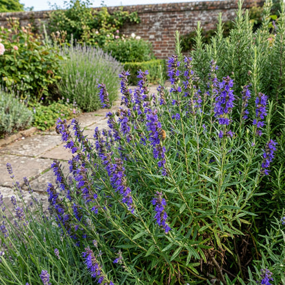 Blue Hyssop Flower Seeds for Easy Planting