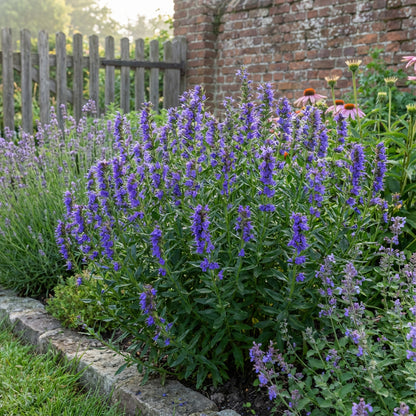 Blue Hyssop Flower Seeds for Easy Planting