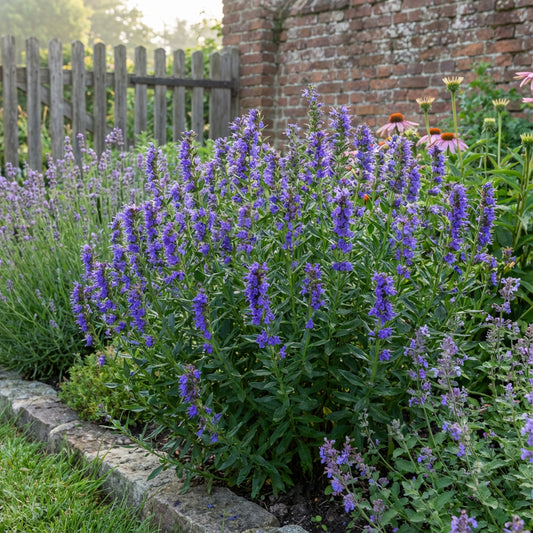 Blue Hyssop Flower Seeds for Easy Planting