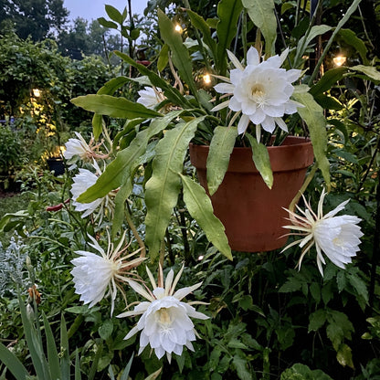 Epiphyllum Oxypetalum White Flower Seeds for Planting
