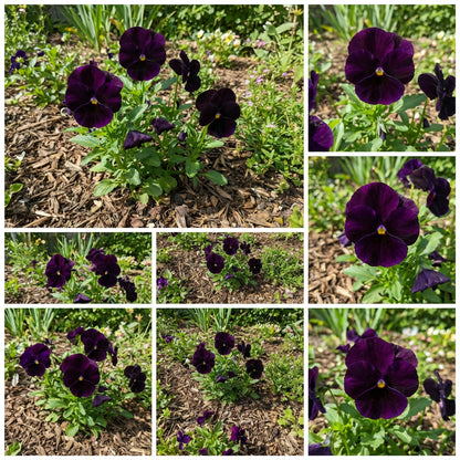 Black Pansy Flower Seeds Collection for Easy Planting