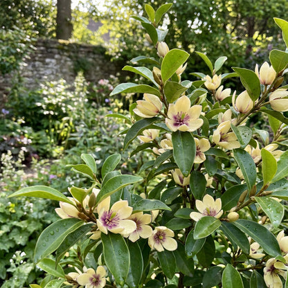 Michelia Flower Seeds Collection for Planting