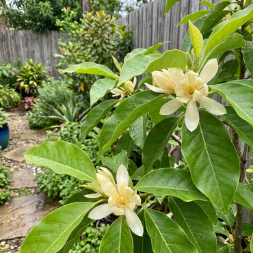 Michelia Flower Seeds Collection for Planting