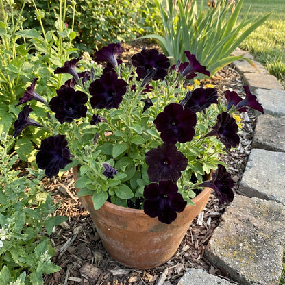 Black Velvet Flower Seeds for Easy Planting - Collection