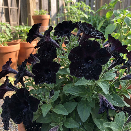 Black Velvet Flower Seeds for Easy Planting - Collection