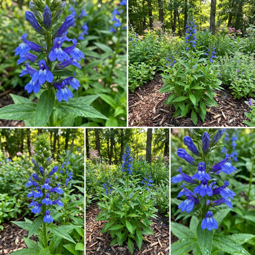 Blue Cardinal Flower Planting Seeds Set