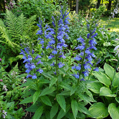Blue Cardinal Flower Planting Seeds Set