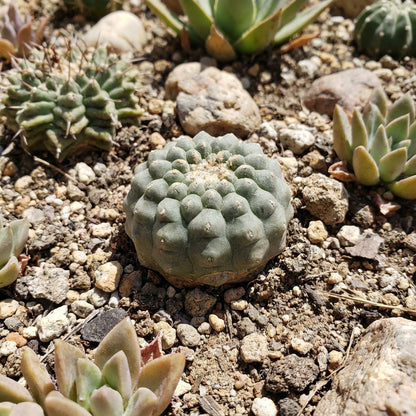 Aztekium Valdezii Planting Seeds for Sale