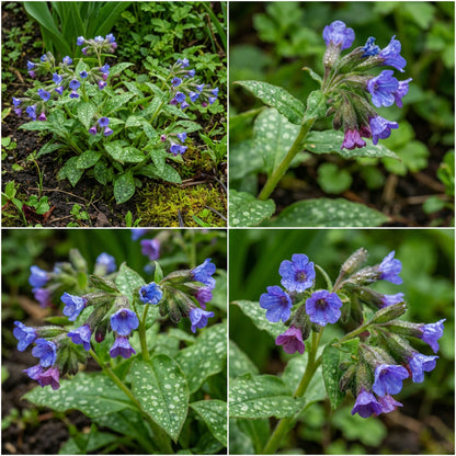 Blue Pulmonaria Lungwort Seeds for Planting