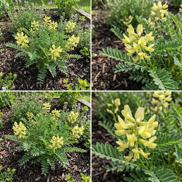 Yellow Astragalus Seeds Collection for Planting