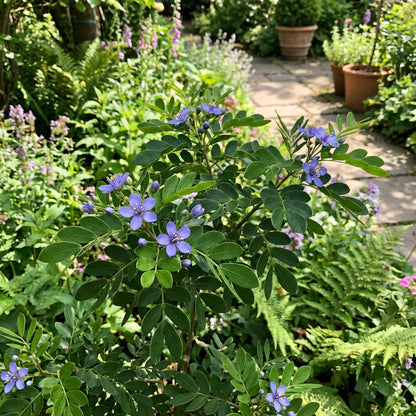 Blue Lignum Vitae Flower Seeds Collection for Planting