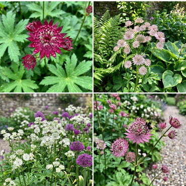 Starry Blooms: Astrantia Flower Seeds for Planting