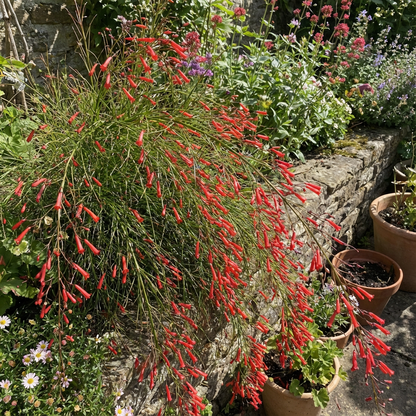 Russelia Flower Seeds Planting Red Cascade