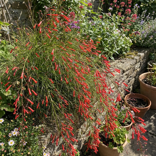 Russelia Flower Seeds Planting Red Cascade