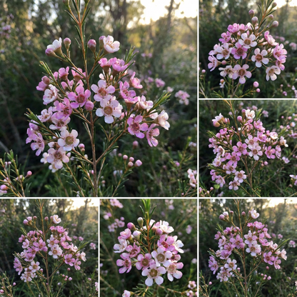 Hardy Wax Flower Seeds for Easy Planting