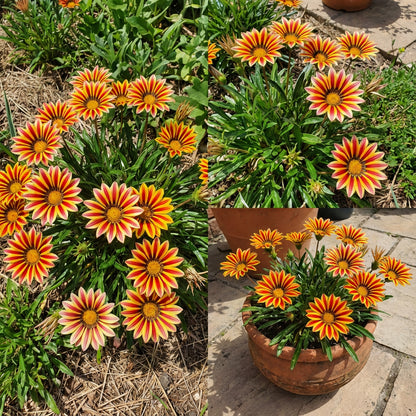 Red Yellow Gazania Flower Seeds Planting