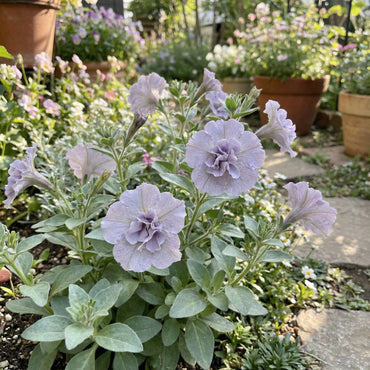Silver Petunia Flower Seeds for Gorgeous Garden Blooms: Planting Guide and Tips