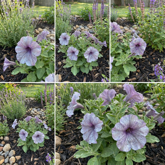 Silver Petunia Flower Seeds for Gorgeous Garden Blooms: Planting Guide and Tips