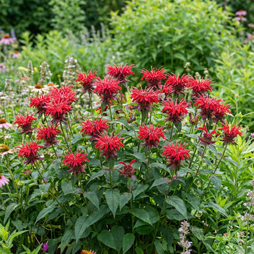Monarda Didyma Seeds for Planting | Mixed Bee Balm Flowers