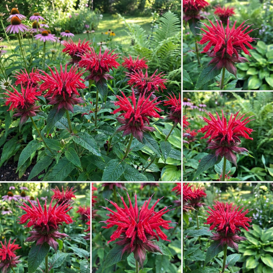 Monarda Didyma Seeds for Planting | Mixed Bee Balm Flowers