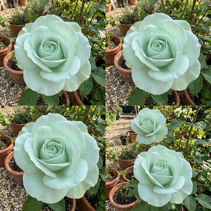 Sea Green Rose Flower Planting - Seeds for Exquisite Blossoms in Your Garden