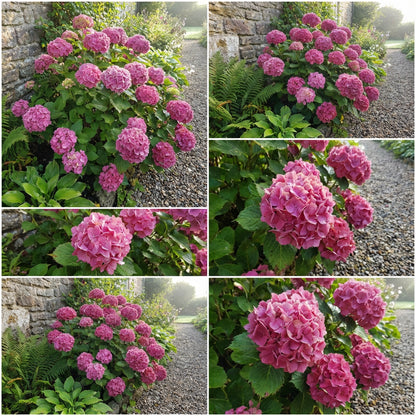 Pink Hydrangea Seeds - Grow Beautiful Blooms