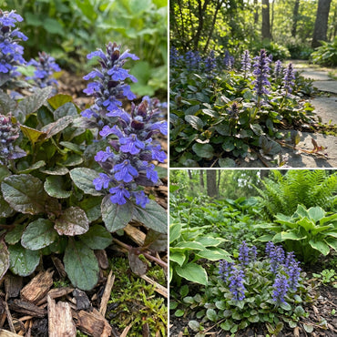 Ajuga Reptans Flower Seeds Collection for Easy Planting