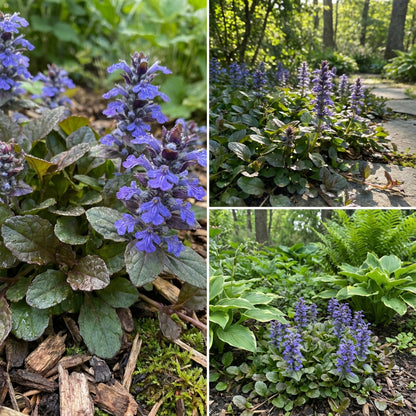 Ajuga Reptans Flower Seeds Collection for Easy Planting