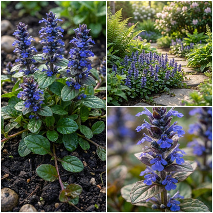 Ajuga Reptans Flower Seeds Collection for Easy Planting