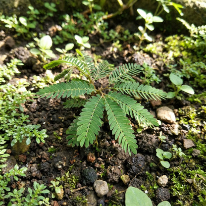 Biophytum Plant Planting Seeds Collection  Unique Seeds for Thriving Garden Growth