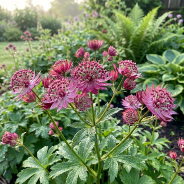 Astrantia Flower Seeds Collection for Planting