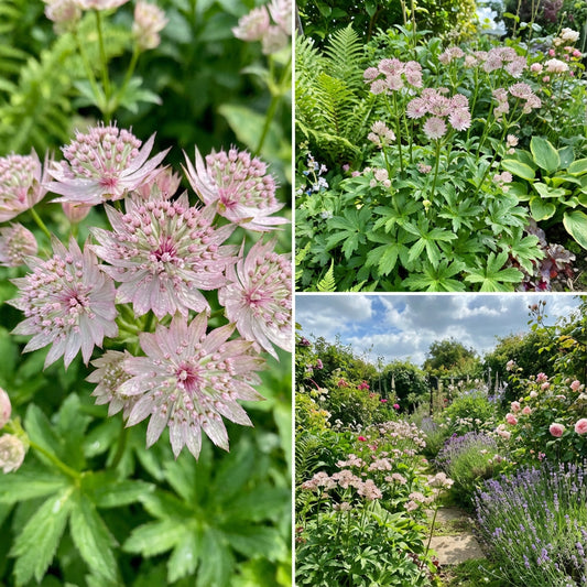 Astrantia Flower Seeds Collection for Planting