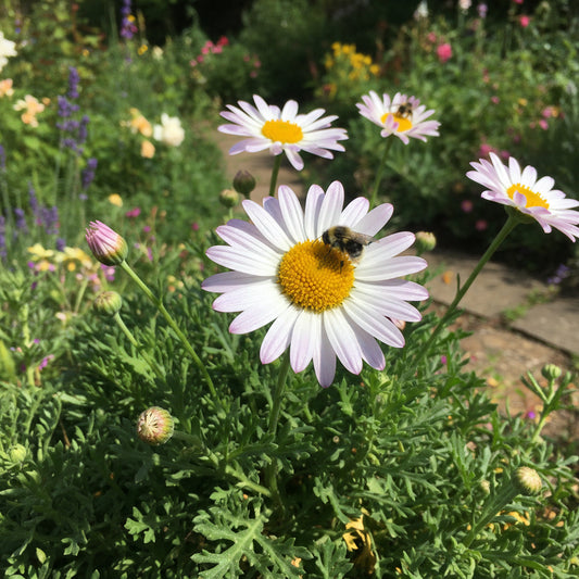 Anacyclus Pyrethrum Flower Seeds for Garden Planting