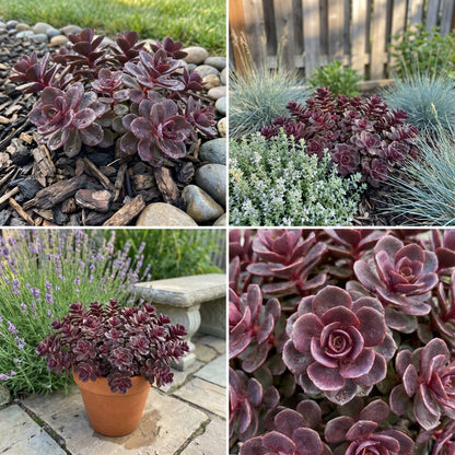 Sedum Succulent Burgundy Planting - Seeds for Hardy and Colorful Growth, Ideal for Unique