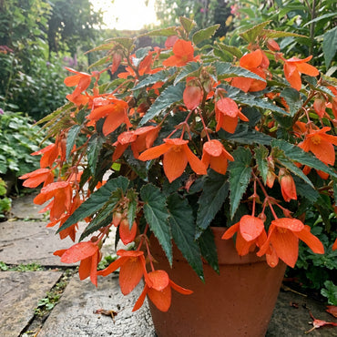 Orange Bossa Nova Flower Seeds for Planting - Vibrant Annual Blooms