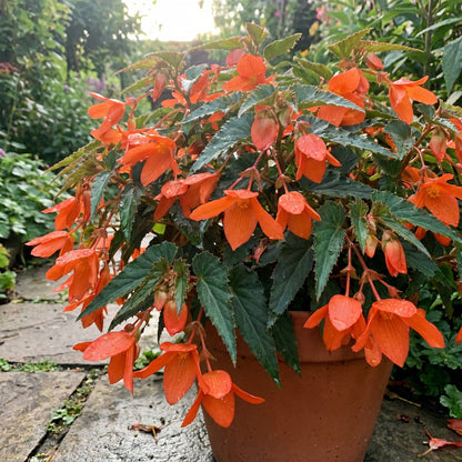 Orange Bossa Nova Flower Seeds for Planting - Vibrant Annual Blooms