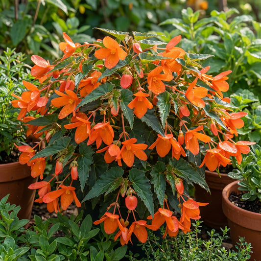 Orange Bossa Nova Flower Seeds for Planting - Vibrant Annual Blooms