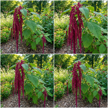 Caudatus Flower Seeds Collection for Planting